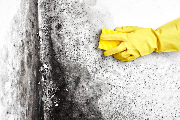 Best Mold Remediation for Healthcare Facilities  in Fairport, NY